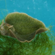 Illustration for article titled Photosynthetic Sea Slug Snarfs (And Steals) Algae DNA